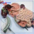 PNT-0450 Human Digestive System Modell das anatomische Modell der Verdauung